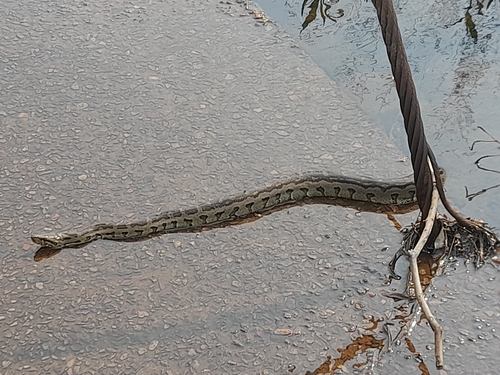 Southern African Python