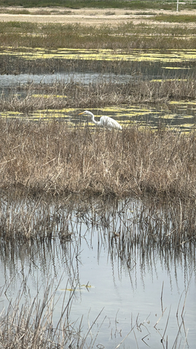 iNaturalist: (c) ampengilley, some rights reserved (CC BY-NC), uploaded by ampengilley iNaturalist image