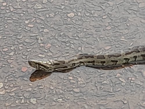 Southern African Python