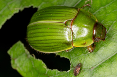 Stethaspis suturalis