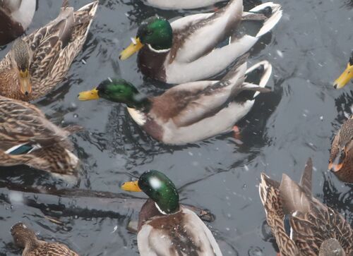 iNaturalist: (c) Вадим Рыбаков, some rights reserved (CC BY-NC), uploaded by Вадим Рыбаков iNaturalist image