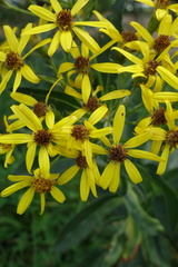 Senecio ovatus
