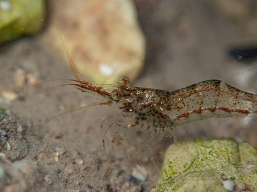 Dugastella valentina