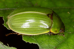 Stethaspis suturalis