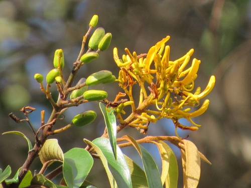 Vochysia pyramidalis