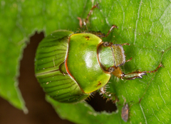Stethaspis suturalis