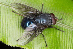 Calliphoroides antennatis