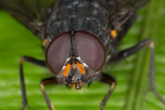 Calliphoroides antennatis