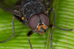 Calliphoroides antennatis