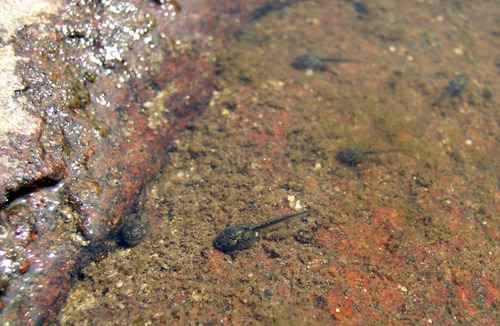 iNaturalist observation photo of Pacific chorus frog