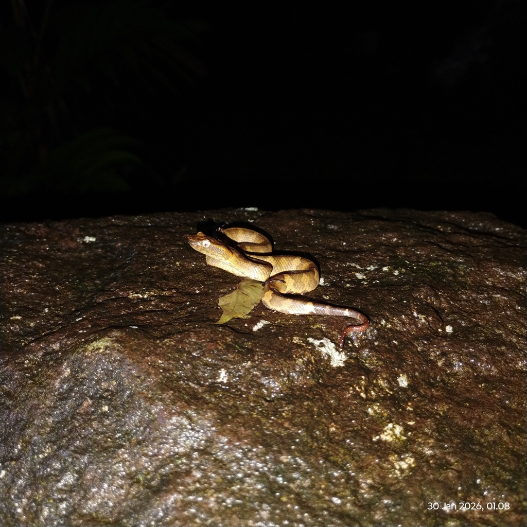 Ashy Pit Viper (Craspedocephalus puniceus)