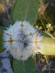 Eucalyptus pleurocarpa