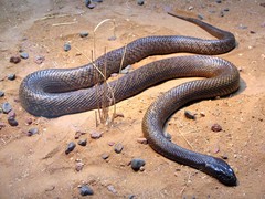 Fierce Snake photo 4