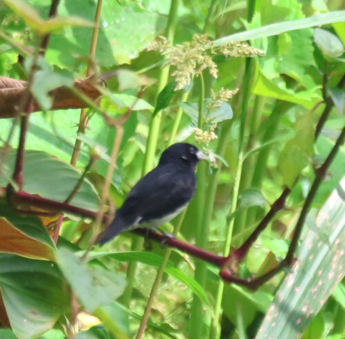 Black-and-white Seedeater (Sporophila luctuosa), photo 5
