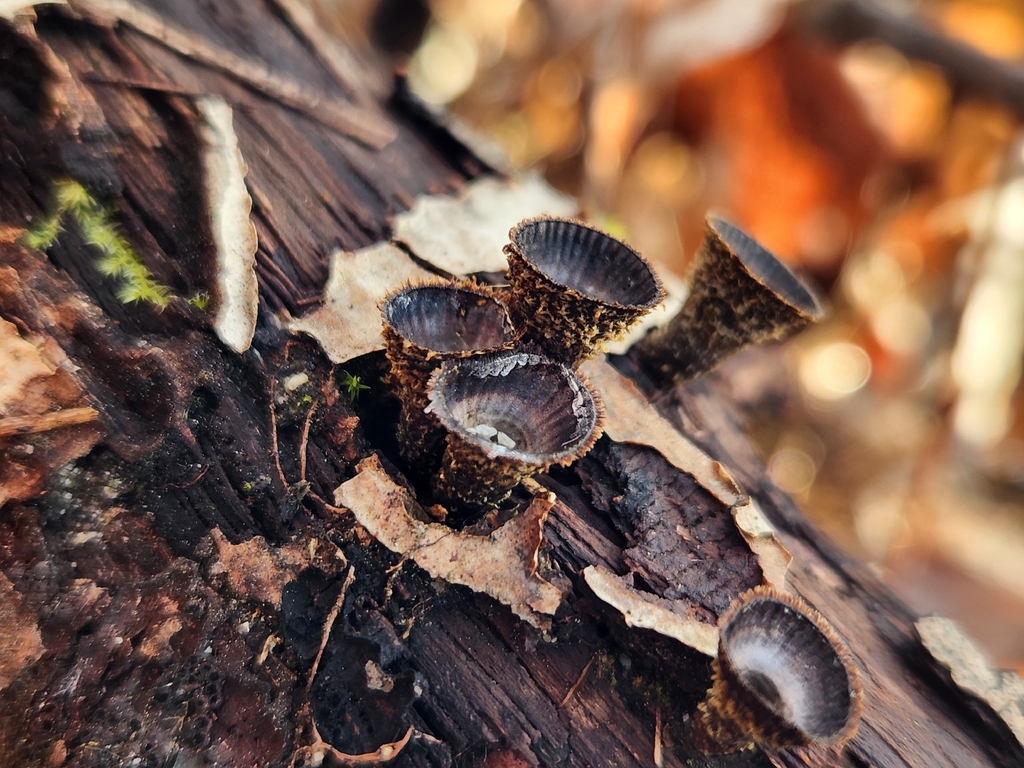 Cyathus striatus · January 2026 · photo: © lytiic (iNaturalist, cc-by-nc)
