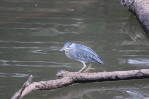 Little Heron