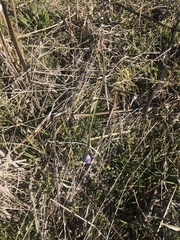 Dipterostemon capitatus capitatus