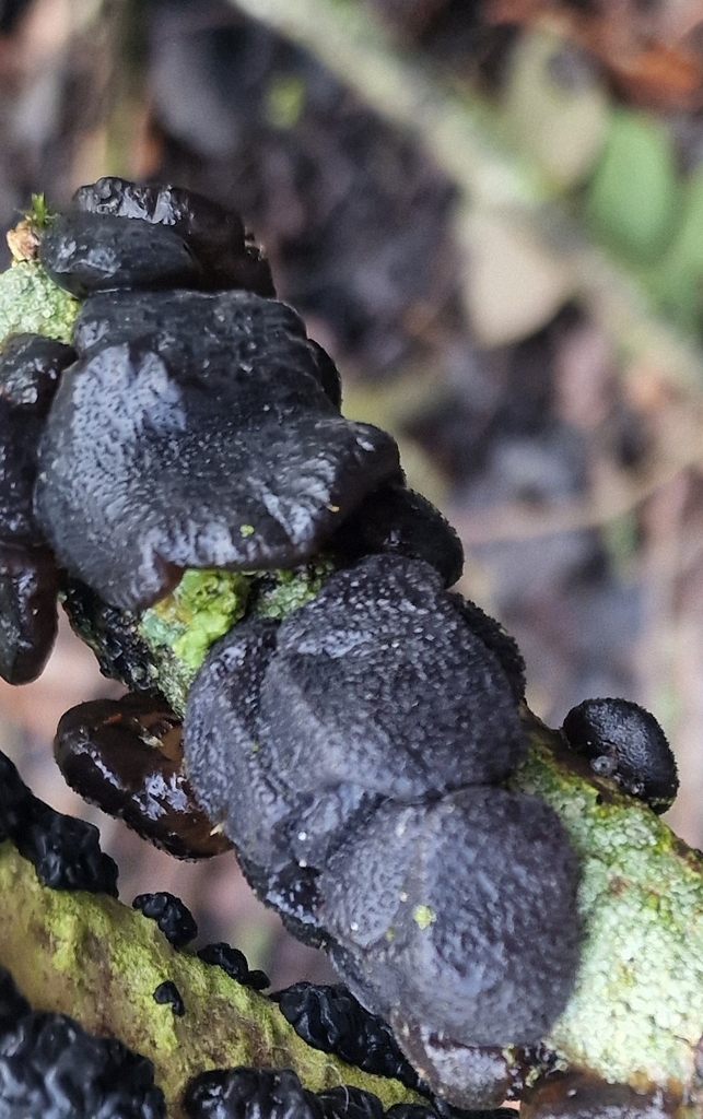Exidia glandulosa · January 2026 · photo: © fungiary (iNaturalist, cc0)