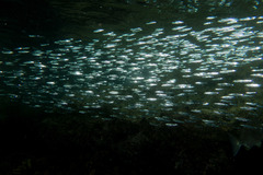 Atherinomorus vaigiensis