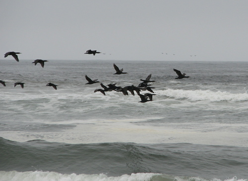 iNaturalist: (c) Jens Thalund, some rights reserved (CC BY-NC), uploaded by Jens Thalund iNaturalist image