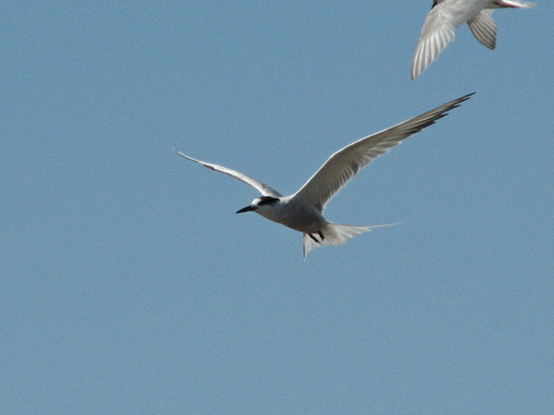 iNaturalist: (c) Jens Thalund, some rights reserved (CC BY-NC), uploaded by Jens Thalund iNaturalist image