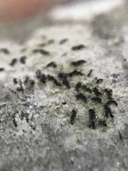 Opegrapha