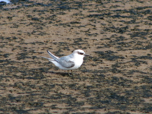 iNaturalist image