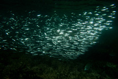 Atherinomorus vaigiensis