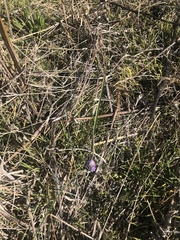 Dipterostemon capitatus capitatus