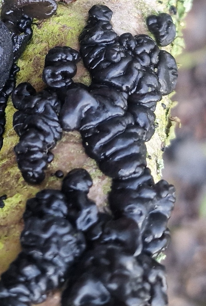 Exidia nigricans · January 2026 · photo: © fungiary (iNaturalist, cc0)