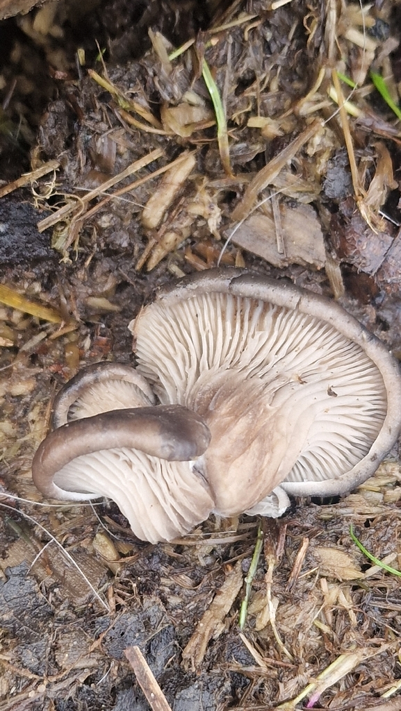 Pleurotus ostreatus · January 2026 · photo: © fungiary (iNaturalist, cc0)