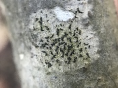 Opegrapha