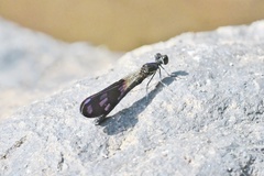 Aristocypha fenestrella