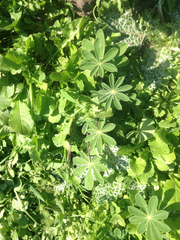 Lupinus pilosus