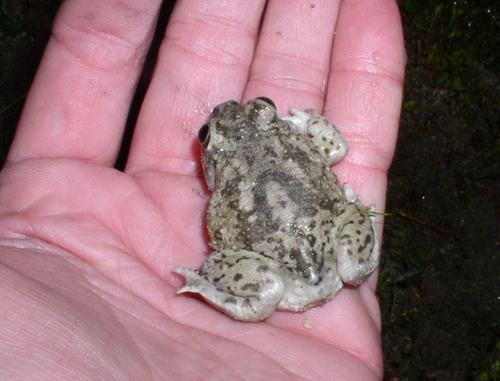 iNaturalist observation photo of Western Spadefoot