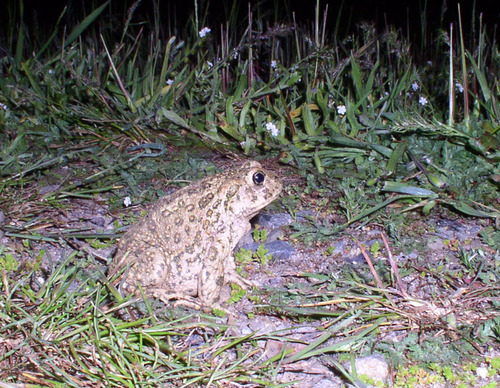 iNaturalist observation photo of Western Toad