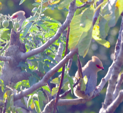 Urocolius indicus transvaalensis