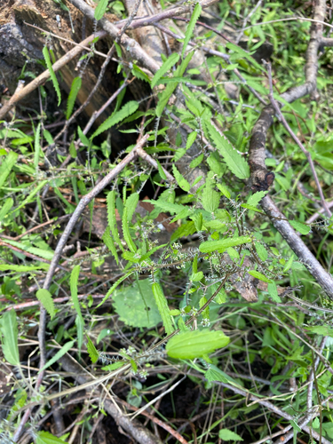 swamp nettle (Urtica perconfusa)