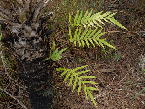 Phlebodium aureum
