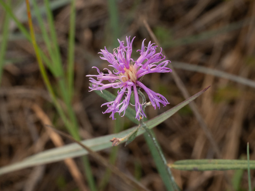 Florida Ironweed (Vernonia blodgettii)