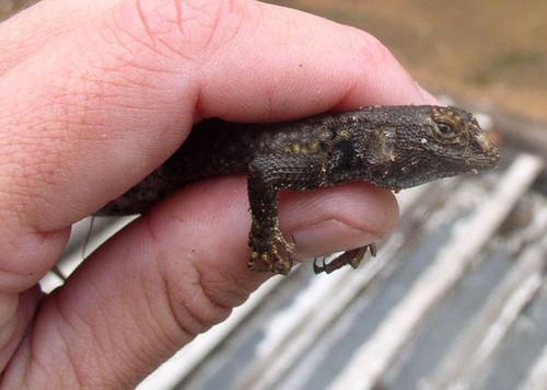 iNaturalist observation photo of Western Fence Lizard