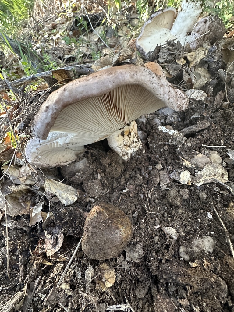 Lactarius argillaceifolius megacarpus · January 2026 · photo: © irinamitine (iNaturalist, cc-by)