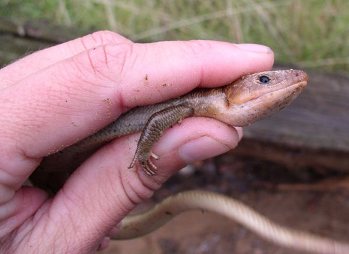 iNaturalist observation photo of Gilbert's Skink