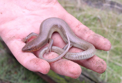 iNaturalist observation photo of Gilbert's Skink
