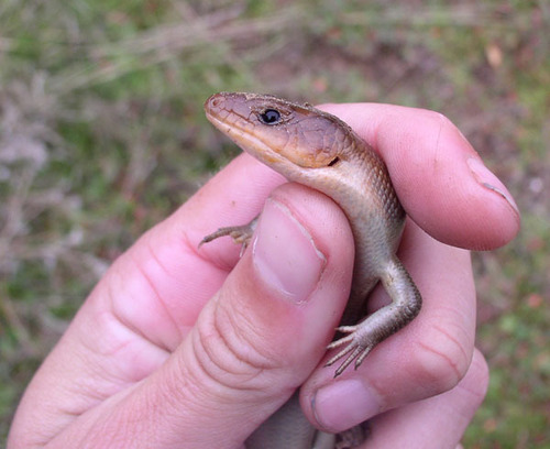 iNaturalist observation photo of Gilbert's Skink