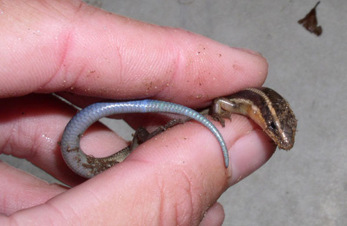 iNaturalist observation photo of Gilbert's Skink