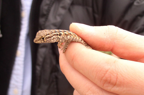 iNaturalist observation photo of Common Side-blotched Lizard