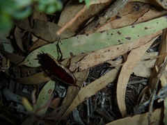Drymaplaneta heydeniana