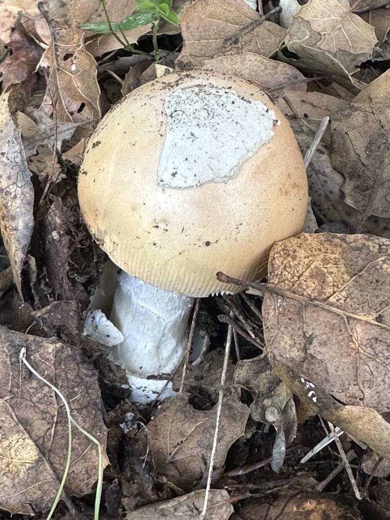 Amanita velosa · January 2026 · photo: © irinamitine (iNaturalist, cc-by)