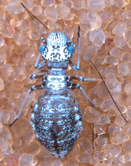 Camelopsocus tucsonensis